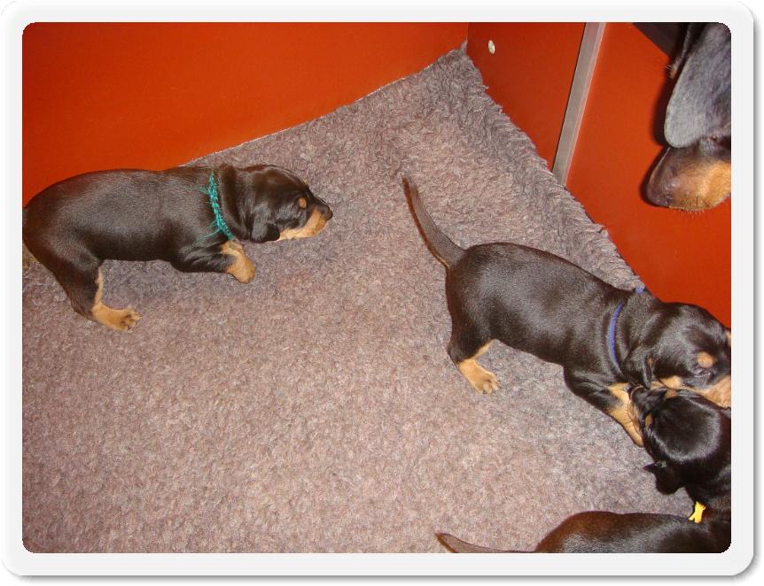 2puppiesweek2 009